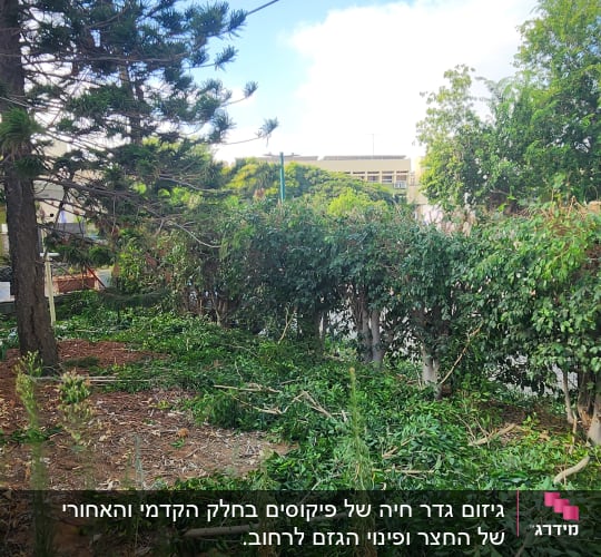 ענפים וגזם על הקרקע ליד עצים גבוהים